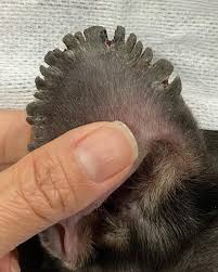 Image result for scabies dog ear