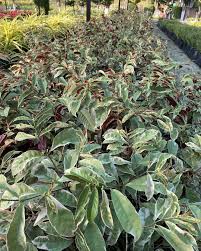 Image result for Excoecaria