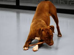 Hand crafted, organic, & natural ingredients. Pet Treat Manufacturing And Packaging Todds Bbi Inc
