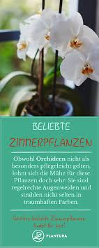 Beliebte Zimmerpflanzen Die Top 10 Fur Zuhause Plantura Pflanzen Zimmerpflanzen Garten Pflanzen