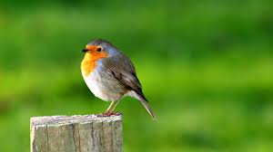 You can also upload and share your favorite hd wallpapers flowers. Best 31 Birds Wallpaper On Hipwallpaper Beautiful Birds Wallpapers Pretty Birds Wallpaper And Wallpaper Birds Flowers