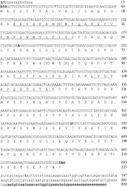 Sie wollen ihre jobsuche regional durchführen? Cloning And Expression Of The Bioluminescent Photoprotein Pholasin From The Bivalve Mollusc Pholas Dactylus Journal Of Biological Chemistry