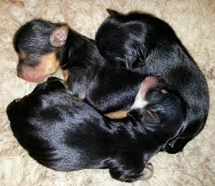 Yorkies have a tendency to bark a bit too much, but this can be overcome with regular training. Newborn Yorkie Mix Puppies Cute Baby Animals Puppies Baby Animals