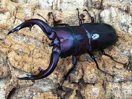 ノコギリクワガタ – クワガタムシ・カブトムシ昆虫専門店COLORS