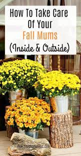 How To Take Care Of Your Mums Indoors And Out Fall Mums Caring For Mums Garden Mum