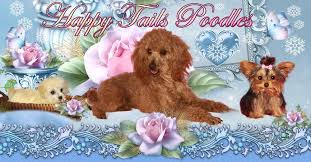 Based out of arizona, happy tails travel is an experienced let us help you safely ship your cat, dog, puppy, or kitten! Arndt S Happy Tails Poodles Yorkshire Terriers Pennsylvania