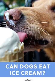 They are considered pure carnivores. Can Dogs Eat Ice Cream Because My Dog Just Stole My Cone In 2021 Can Dogs Eat Dog Eating Dog Eating Ice Cream