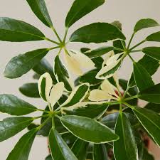 Image result for Schefflera
