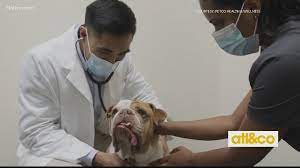 For dogs under one year old. Free Adoption Event As Atlanta Shelters Reach Full Capacity 11alive Com