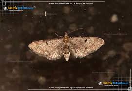 Image result for Eupithecia actaeata