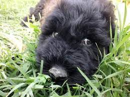 Ihr ansprechpartner für diese vermittlung: Cane Fonnese Selezione Del Pastore Transumante Kennel Startseite Facebook