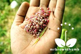 How To Save Cockscomb Seeds Mrbrownthumb Rose Seeds Fall Garden Vegetables Planting Bulbs