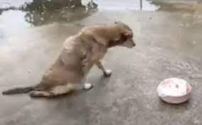 Stray With Paralysis Slithered To Food When Woman Saw Him Suffering Alone