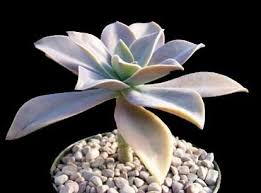 We did not find results for: X Graptoveria Fred Ives Echeveria Fred Ives Graptoveria Dusty Graptoveria Fred Ives Plant Lust