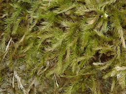 Image result for Monothecium