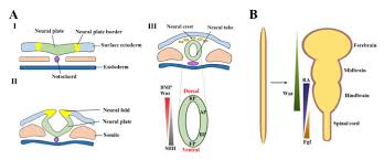 The excavated sand is transported and dumped at the designated dumping areas, leveled and compacted. Cells Free Full Text Development And Differentiation Of Midbrain Dopaminergic Neuron From Bench To Bedside Html