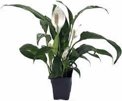 Check spelling or type a new query. 2021 Guide To Selecting The Right Funeral Flowers