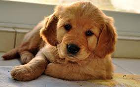 Golden retriever puppies for sale in ohio under $200 there are safe methods to cover your puppies for sale. Golden Retriever Puppies For Sale 200 Alabama Usa Cute Doggies And Puppies Free Images