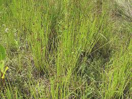 Image result for Cryptolepis obtusa