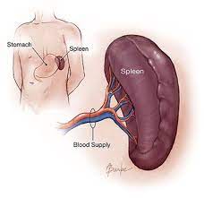 The spleen is a vascular lymphoid organ found in most vertebrates, normally close to the stomach in the abdominal cavity, and that functions in various activities related to the circulatory system and the immune system. Ls What Is The Spleen And What Does It Do Why Can We Live Without One Ecur 164 Is This A Course About Science Wiki