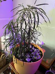 Image result for Plerandra