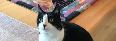 Catty Cats Cat Sitter Snohomish Woodinville Monroe