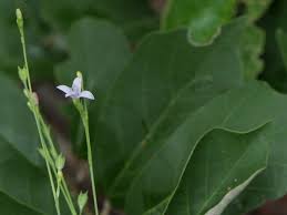 Image result for Kohautia