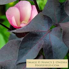 Image result for Gossypium triphyllum