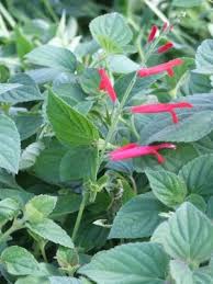 Mandarinensalbei Salvia Elegans Var Citrata Mandarina Lebenszyklus Mehrjahrig Winterharte Frostempfndlich Im H Mehrjahrige Pflanzen Pflanzen Heilpflanzen
