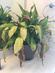 Even a small piece of the plant can make your precious pet violently ill. Help I Received This Peace Lily When My Mother Passed Away In 2012 It S Not Doing Too Well Please Help Me Save It Gardening
