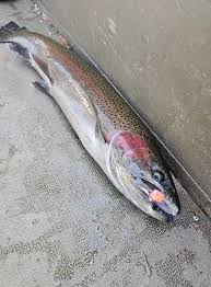 Salmon and Steelhead Fishing in Michigan