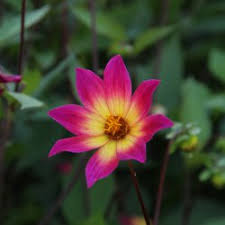 Their blooms are really something! Dahlia Bright Eyes