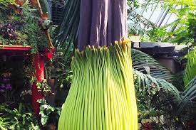 My Earth Mantra Photos The Corpse Flower Bud The Muttart Conservatory Mantras Learn To Meditate Sound Meditation