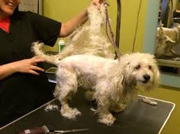 1526 north washington avenue, emmett, idaho 83617, united states. Before After Trio Animal Foundation