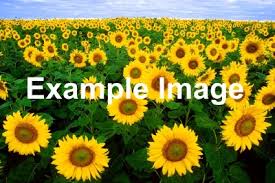 Press windows key + s and enter default programs. Help Images Mediawiki
