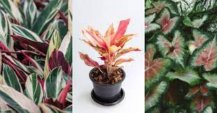 Jenis tanaman hias yang satu ini termasuk ke dalam keluarga pohon talas atau keladi. 4 Tanaman Hias Dengan Daun Berwarna Warni Yang Harus Kamu Punya