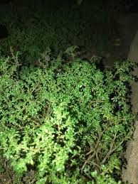 Image result for Pilea sublucens