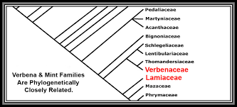 Image result for Thomandersiaceae