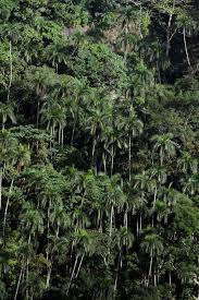 Image result for Tragia brevipes-benthamii-okanyu