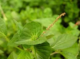 Image result for Acalypha paucifolia