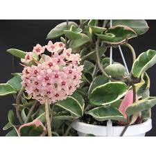 The leaves where the stalk had rooted grew bigger just within a week. Sale Sale Sale Sale Sale Sale Sale Sale Sale Sale Hoya Krimson Queen Small Size With Roots Shopee Philippines