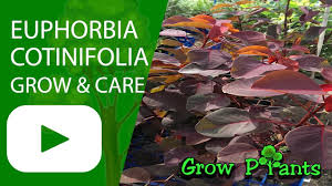 Image result for Euphorbia cotinifolia