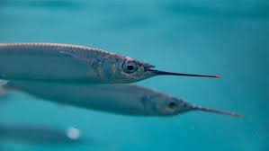 Little fish is hands down the book most intimately reflective of my transfeminine experience of any little fish (proper n.): Big Investment In Little Fish In The Midatlantic The Pew Charitable Trusts