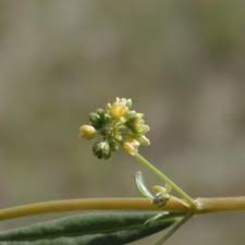Image result for Gisekia africana