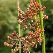 Image result for Juncus punctorius