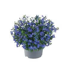 Image result for Lobelia erinus