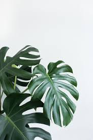 The Health Benefits Of Houseplants In 2020 Plant Wallpaper Plant Aesthetic Plants