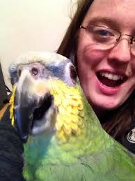 Will the mom bird reject her fallen baby bird?