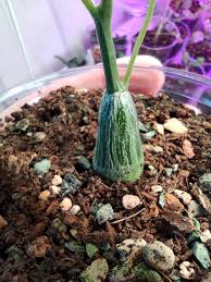 Image result for Cyclantheropsis parviflora