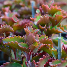 Image result for Kalanchoe sexangularis